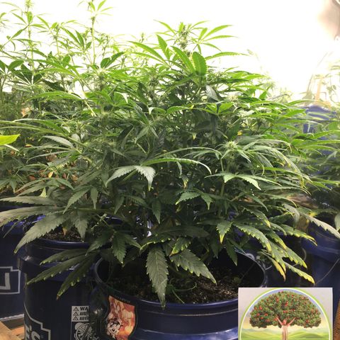 #epicgrowoff growlog timeline photo