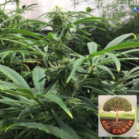 #epicgrowoff growlog timeline photo