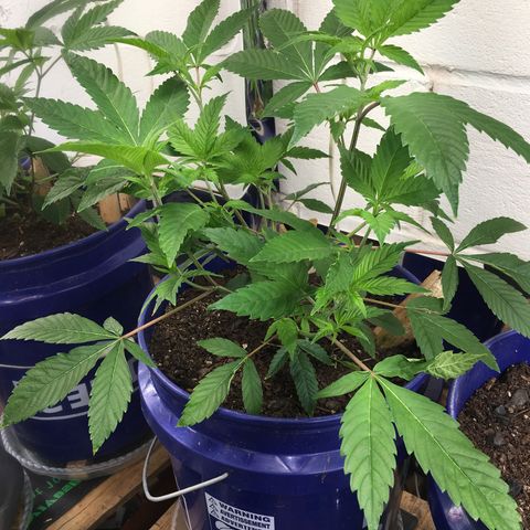 Cheese puffs growlog timeline photo