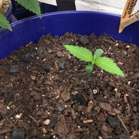 Bruce Banner growlog timeline photo