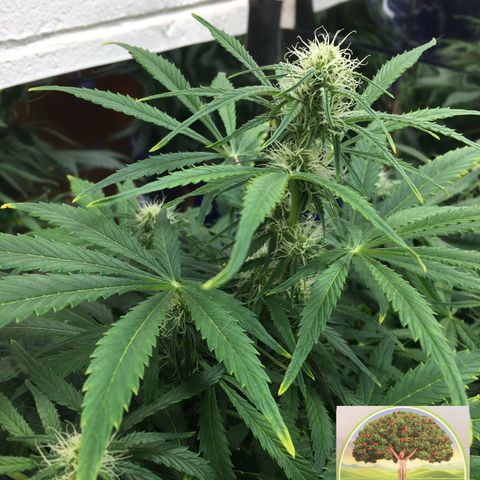 #epicgrowoff growlog timeline photo