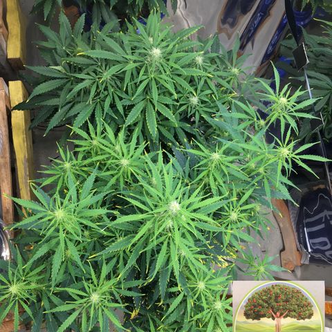 #epicgrowoff growlog timeline photo