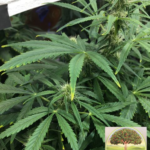 #epicgrowoff growlog timeline photo