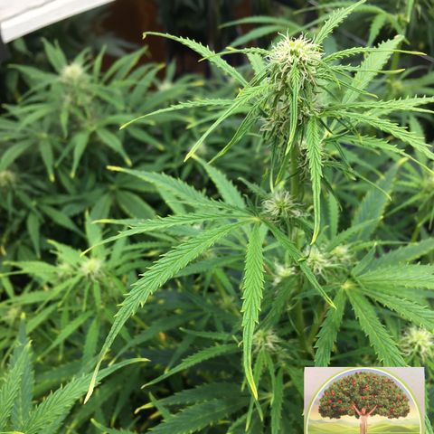 #epicgrowoff growlog timeline photo