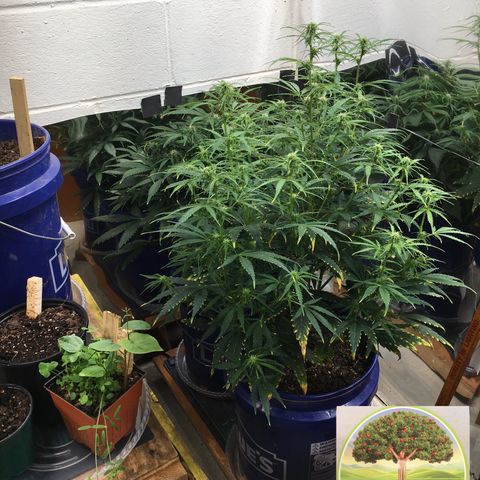 #epicgrowoff growlog timeline photo