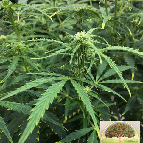 #epicgrowoff growlog timeline photo