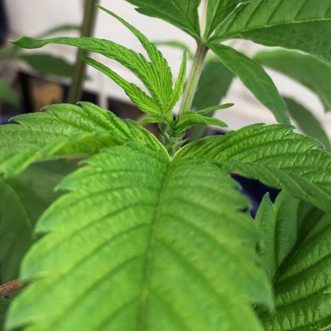 Cheese puffs growlog photo: Looks like she’s thinking about flowering 🌸 