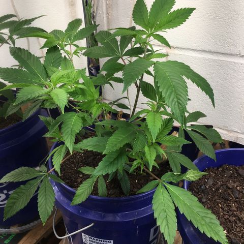 Cheese puffs growlog photo: Looks like she’s thinking about flowering 🌸 