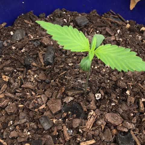 Bruce Banner growlog timeline photo