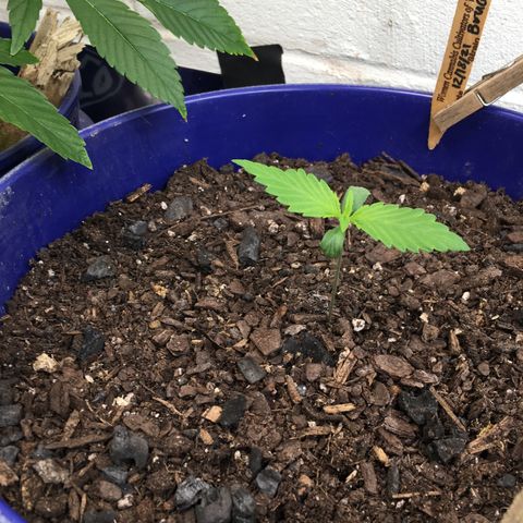 Bruce Banner growlog timeline photo