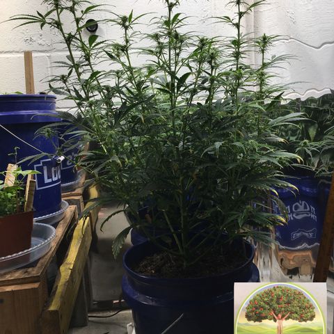 #epicgrowoff growlog timeline photo