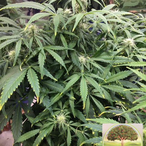 #epicgrowoff growlog timeline photo