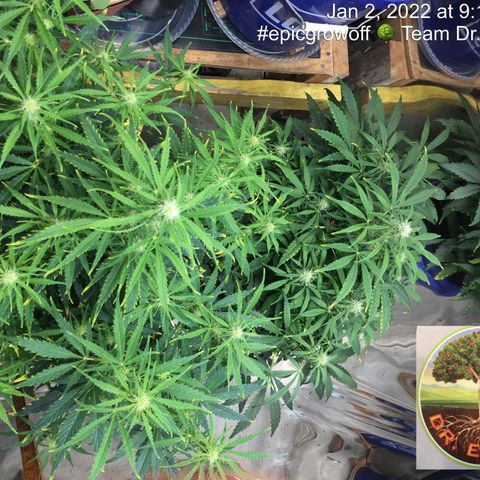 #epicgrowoff growlog timeline photo