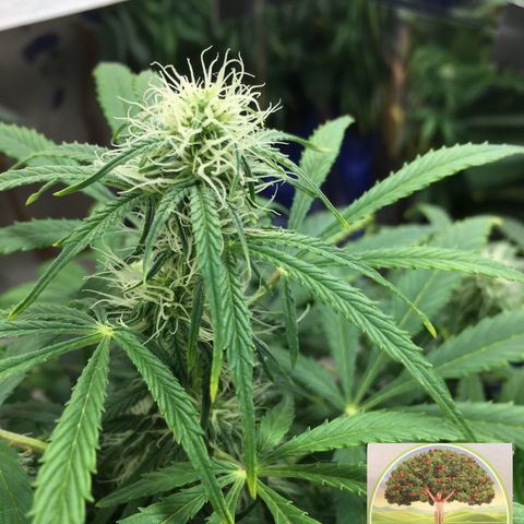 #epicgrowoff growlog timeline photo