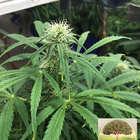 #epicgrowoff growlog timeline photo