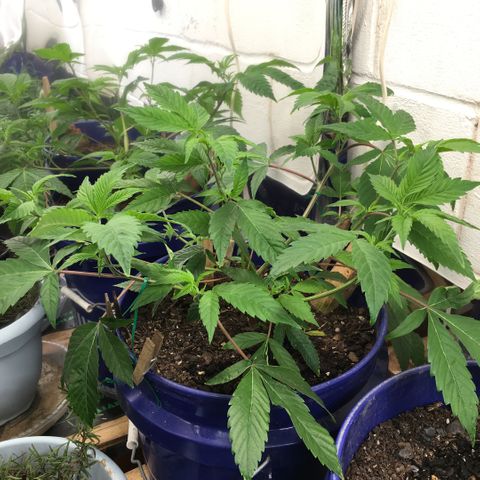 Cheese puffs growlog timeline photo