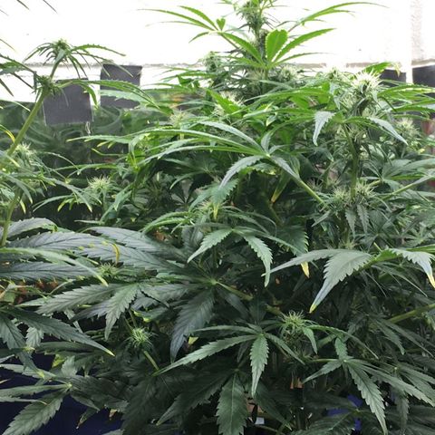 #epicgrowoff growlog timeline photo