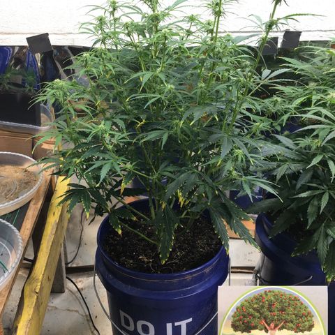 #epicgrowoff growlog timeline photo