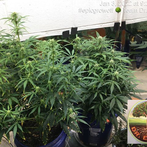 #epicgrowoff growlog timeline photo