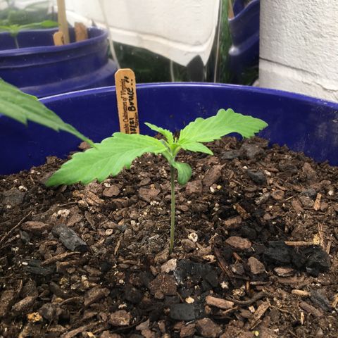 Bruce Banner growlog timeline photo