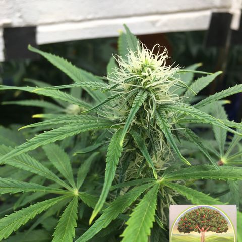 #epicgrowoff growlog timeline photo