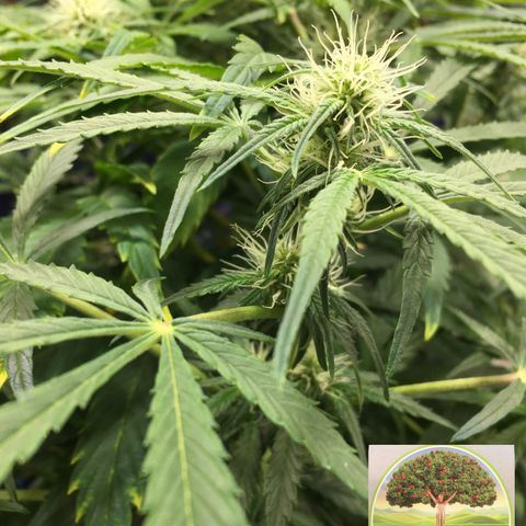 #epicgrowoff growlog timeline photo