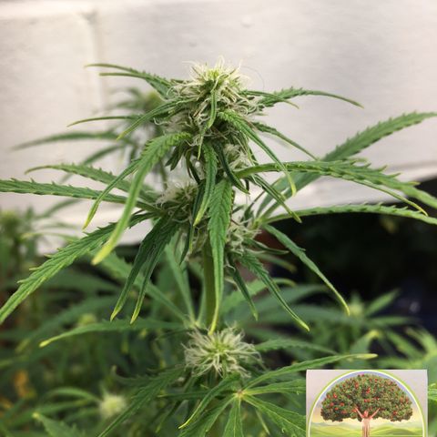 #epicgrowoff growlog timeline photo