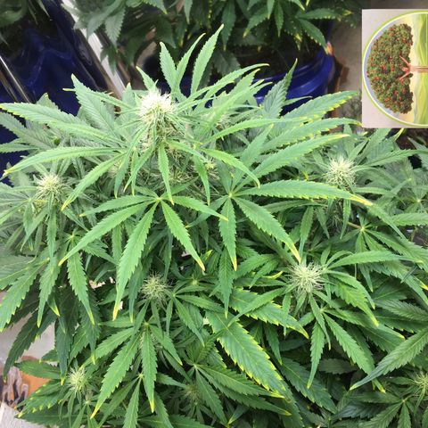 #epicgrowoff growlog timeline photo