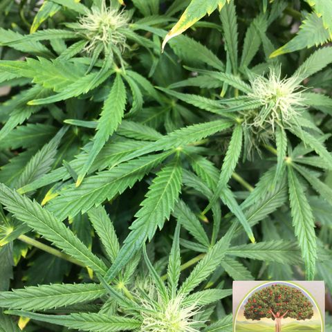 #epicgrowoff growlog timeline photo