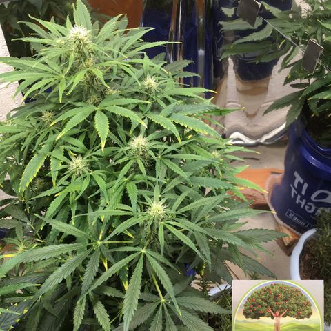 #epicgrowoff growlog timeline photo