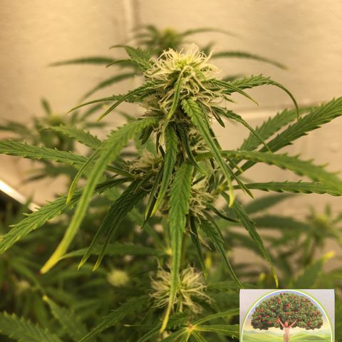 #epicgrowoff growlog timeline photo
