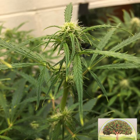 #epicgrowoff growlog timeline photo