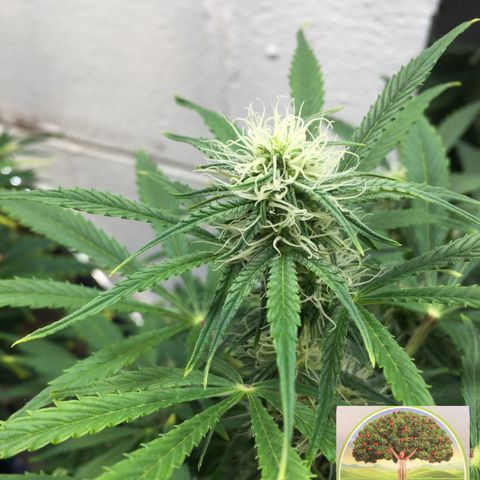 #epicgrowoff growlog timeline photo