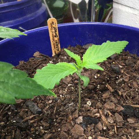 Bruce Banner growlog timeline photo