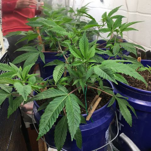 Cheese puffs growlog timeline photo