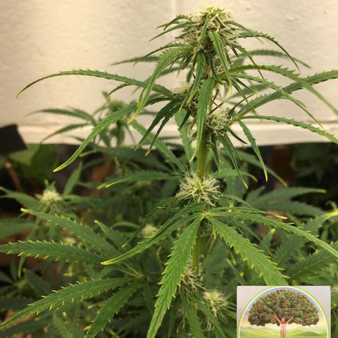 #epicgrowoff growlog timeline photo