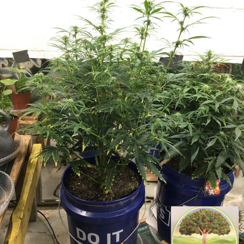 #epicgrowoff growlog timeline photo