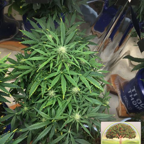 #epicgrowoff growlog timeline photo