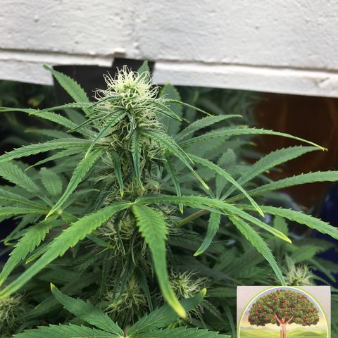 #epicgrowoff growlog timeline photo