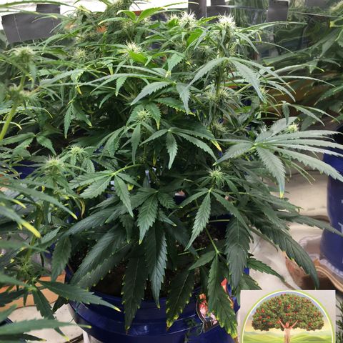 #epicgrowoff growlog timeline photo