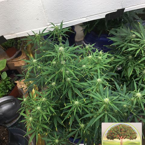 #epicgrowoff growlog timeline photo
