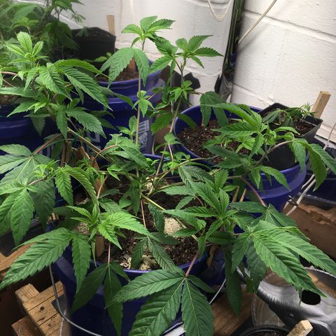 Cheese puffs growlog timeline photo