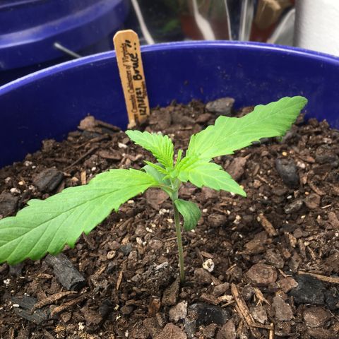 Bruce Banner growlog timeline photo
