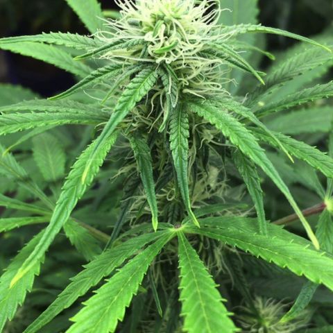#epicgrowoff growlog timeline photo