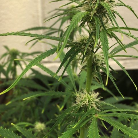 #epicgrowoff growlog timeline photo