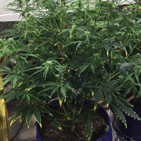 #epicgrowoff growlog timeline photo