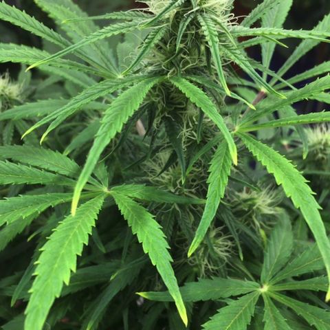 #epicgrowoff growlog timeline photo