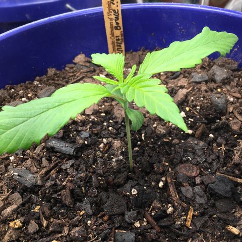 Bruce Banner growlog timeline photo