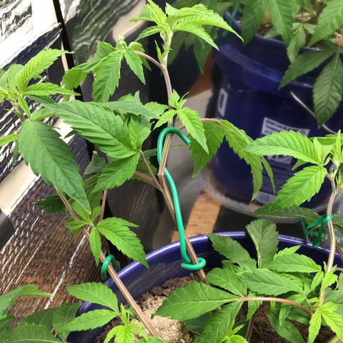 Cheese puffs growlog timeline photo
