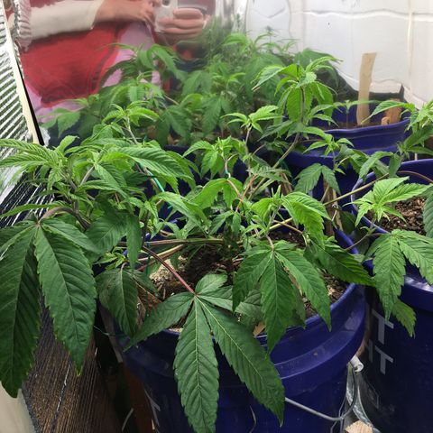 Cheese puffs growlog timeline photo